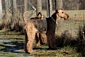 airedale-terrier235