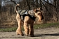 airedale-terrier238