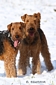 airedale-terrier24