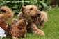 airedale-terrier241