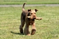 airedale-terrier244