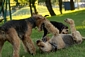 airedale-terrier247