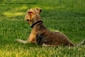 airedale-terrier248