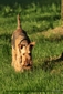 airedale-terrier250