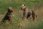 airedale-terrier254