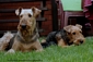 airedale-terrier256