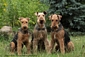 airedale-terrier257