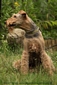 airedale-terrier258