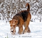 airedale-terrier26