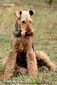 airedale-terrier261