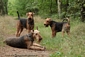 airedale-terrier262