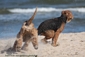 airedale-terrier269