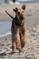 airedale-terrier270