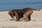 airedale-terrier282