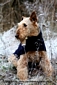 airedale-terrier287