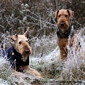 airedale-terrier290