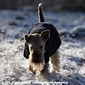 airedale-terrier292