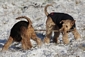 airedale-terrier294