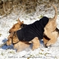 airedale-terrier295