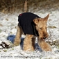 airedale-terrier296