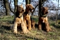 airedale-terrier299