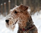 airedale-terrier30