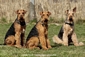 airedale-terrier304