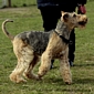 airedale-terrier306