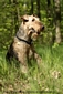 airedale-terrier308