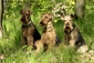 airedale-terrier310