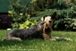 airedale-terrier317