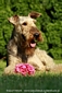 airedale-terrier319