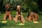 airedale-terrier320