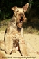 airedale-terrier322