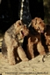 airedale-terrier324