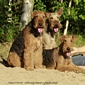 airedale-terrier325