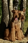 airedale-terrier327