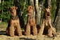 airedale-terrier328