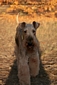 airedale-terrier331