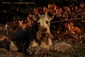 airedale-terrier332