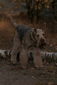 airedale-terrier334