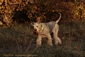 airedale-terrier337