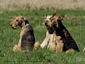 airedale-terrier343