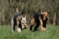 airedale-terrier347