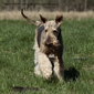 airedale-terrier349