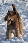 airedale-terrier35