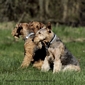 airedale-terrier350