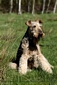 airedale-terrier352