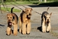 airedale-terrier353