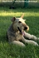 airedale-terrier358